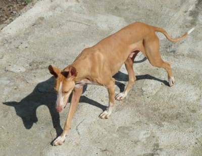 Ringo 01