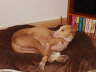 Ringo K�rbchen 01