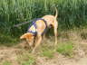 Ringo Spaziergang 01