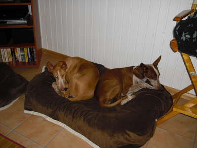 Ringo + Feli 04