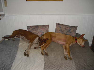 Ringo + Feli Sofa 01