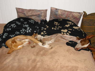 Ringo + Feli Sofa 02