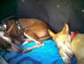 Ringo + Feli im Auto 01
