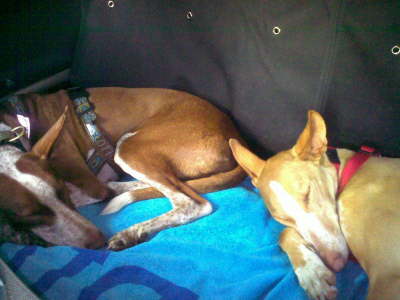 Ringo + Feli im Auto 01