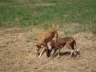 Ringo + Feli im Feld 02