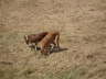 Ringo + Feli im Feld 03