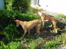 Ringo + Feli im Garten 01