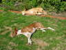 Ringo + Feli im Garten 02