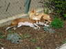 Ringo + Feli im Garten 04