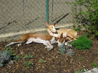 Ringo + Feli im Garten 05