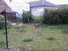 Ringo + Feli im Garten 06