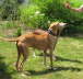Ringo + Feli sind im Garten 01