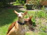 Ringo + Feli sind im Garten 02