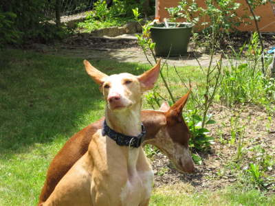 Ringo + Feli sind im Garten 02