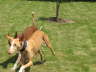 Ringo + Feli spielen 02