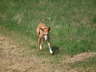 Ringo drau�en 01