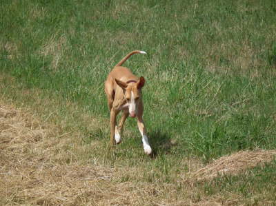 Ringo drau�en 01