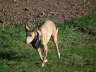 Ringo drau�en 02