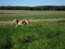 Ringo drau�en 03