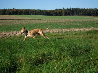 Ringo drau�en 03