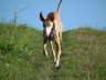 Ringo drau�en 04