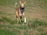 Ringo drau�en 05