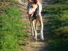 Ringo drau�en 06