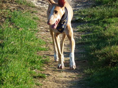 Ringo drau�en 06