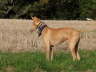 Ringo drau�en 10