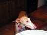 Ringo erster Abend 02